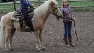 SOLD- Trigger-  Palomino Pony for Kids