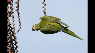 Maracanã-do-buriti - Red-bellied Macaw - Orthopsittaca manilatus