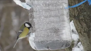 BIRDS IN MOSCOW. TITMOUSE IN ZYABLIKOVO FOREST PARK. СИНИЦЫ В МОСКВЕ.