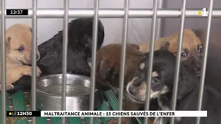 Maltraitance d’animaux, des chiens retrouvés blessés