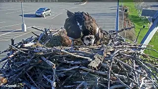 Iris Lays First Egg of 2022 at Hellgate Canyon, May 3, 2022 | Cornell Lab | Montana Osprey Project