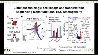 PJCDevBio 07-25-2020  Single-cell lineage tracing unveils a role for TCF15 in haematopoiesis