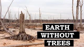 What Would the Earth Look Like if all the Forests Were Cut Down