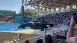 Amazing ORCA show at SeaWorld Orlando 2024