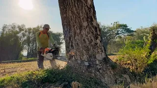 So close... Cut down 2 trembesi trees above the cage, Stihl ms881.