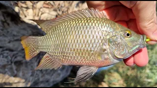 EXTRA ULTRALIGHT (XUL) Nice TILAPIA In Spinning Fishing 🎣 and some Jackals. EN Subs 4K BFS Fishing