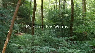 My Forest Has Worms