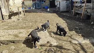 HAYMANA KARALARI YAVRULAR BİR BİRLERİYLE COK BOĞUŞUYOLAR COK KÖTÜ YARA ALMIŞ