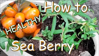Sea berry -  How to grow from seed (Sea Buckthorn)
