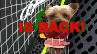 96th annual Macy's Thanksgiving Day Parade 2022 I Wuv My Yorkie Holiday Balloon Parade promo