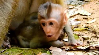 Heartwarming: Baby Monkey's Journey to Find Mother's Milk