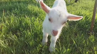 ✔Козлята🐐🐐 на лугу//деревенская жизнь одесситов