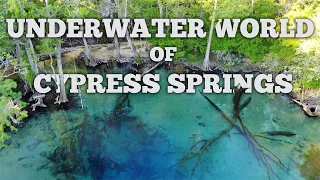 Cypress Springs Underwater World - No one there!