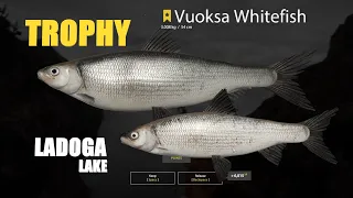 Vuoksa Whitefish TROPHY, Ludoga Whitefish Spot - Ladoga Lake - Russian Fishing 4 - RF4