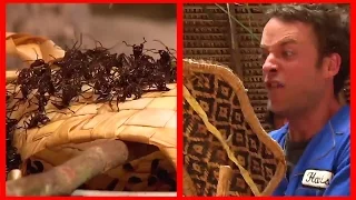This Man Puts His Hand in a Glove Full of BULLET ANTS! | What's Trending Now!