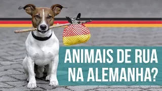 ANIMAIS NA ALEMANHA: TUDO QUE VOCÊ SEMPRE QUIS SABER 🐱🐶  - Alemanizando Responde 9