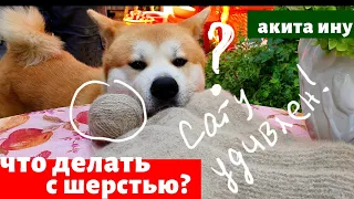 Сату очень удивлен. Что с его шерстью? Акита ину