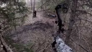 Black Bear Falls to Earth