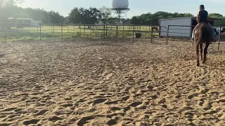 ‘Frio’ sale video. For sale at Bowie livestock sale on June 4th