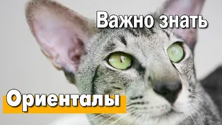 Ориентальная кошка всё о породе | САЛЛИ