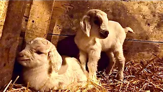 Oreo’s triplets! Goat Update #10