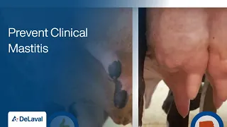 How to Identify Clinical Mastitis | Prevent Clinical Mastitis | DeLaval