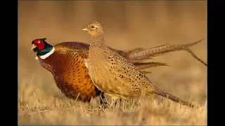 ✅ Открытие фазана 2017/🇷🇺👍🇷🇺/The opening of the pheasant 2017