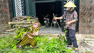 Monkey Kaka and mom clean up tree branches to avoid the storm