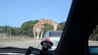Диких животных в Голландии - жирафа 3 (Wildlife In The Netherlands - Giraffe 3)