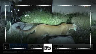 Mountain lion sighting has some Sierra Madre residents on edge