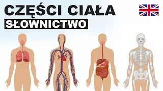 Learn Polish Vocabulary - Parts of the body 10 (Części ciała)