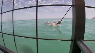 South Africa 2019 Shark Cage Dive