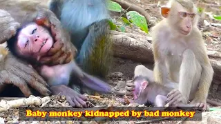 The hateful female monkey kidnapped the baby monkey and brutally abused the baby monkey