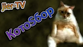 Подборка с котами №9 , Funny Cats Compilation, joke, fail 2016