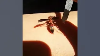 I GOT STUNG BY METRICUS PAPER WASP (POLISTES METRICUS) GONE WRONG