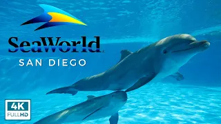 SeaWorld San Diego Guide: Tips, Rides, Shows, & More!