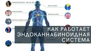 Как работает эндоканнабиноидная система?!