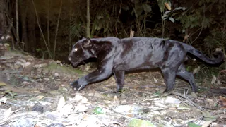 Are there Black Big Cats in the USA?