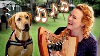 Do animals like harp music? 🐶🎶