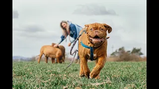TOP 5 Dog Breeds With the Strongest Bite Force (With PSI Measurements)