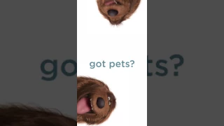 Secret Life of Pets  got pets? kiosk ad