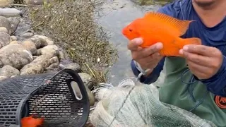 Top  colourful Fishing video || River Fishing || Hand Fishing