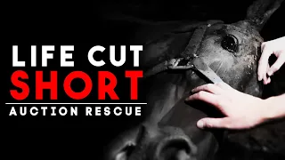 Life Cut Short - Auction Rescue | Horse Shelter Heroes S4E25