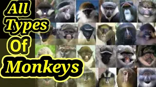 All Types Of Monkeys In The World || All Species Of Monkeys On The Earth