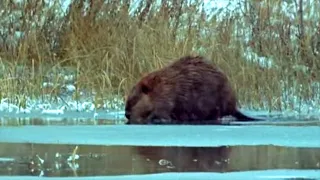 Beavers in the Snow | Beavers: Master Builder | BBC Earth