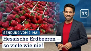 Hessische Erdbeeren – so viele wie nie! | hessenschau vom 02.05.2024
