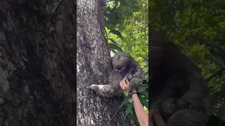 Filhote de bicho preguiça é devolvido para a mãe - Baby sloth is returned to mother