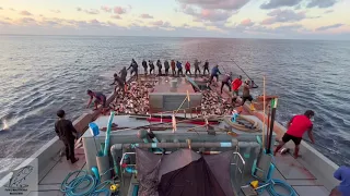 Maldives pole-and-line skipjack tuna🎣