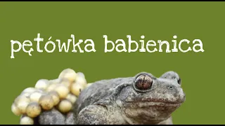 Dowiedz się więcej #1 Pętówka babienica