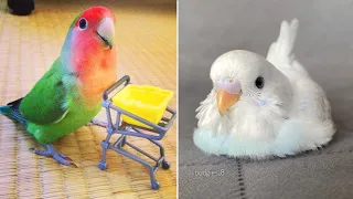 Baby Animals 🔴 Funny Parrots and Cute Birds Compilation (2022) Loros Adorables Recopilación #37